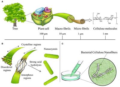 Nanocellulose: From Fundamentals to Advanced Applications